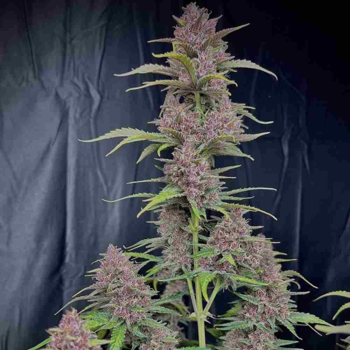 Banana Purple Punch Auto