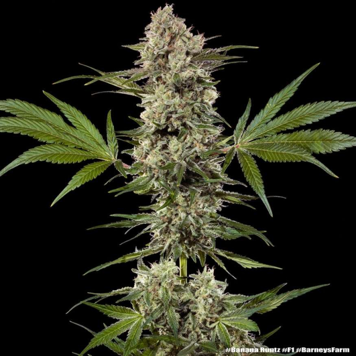 Banana Runtz F1