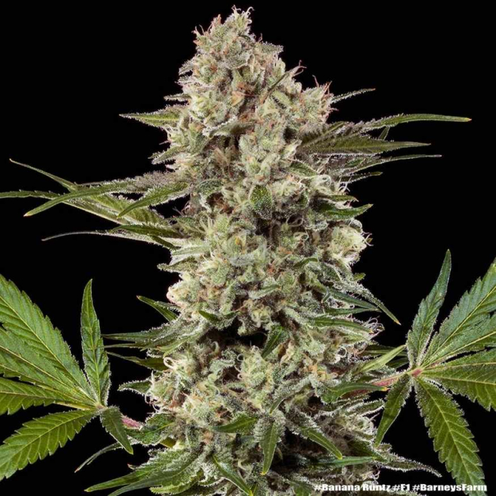 Banana Runtz F1