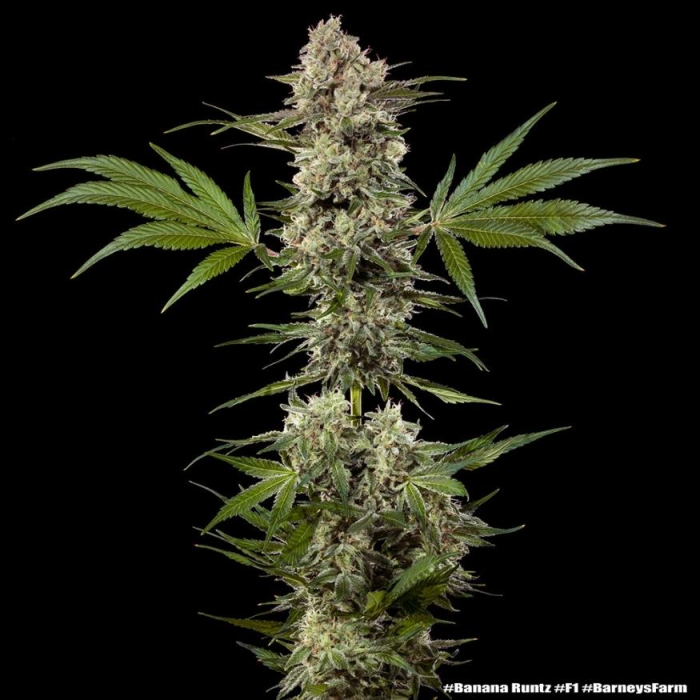 Banana Runtz F1