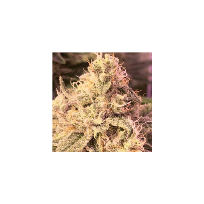 Banana Zkittlez
