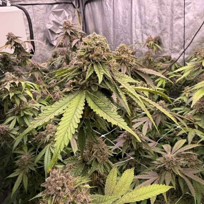 Biscotti Gelato Biscotti Gelato