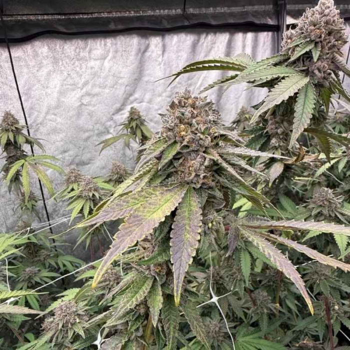 Biscotti Gelato Biscotti Gelato