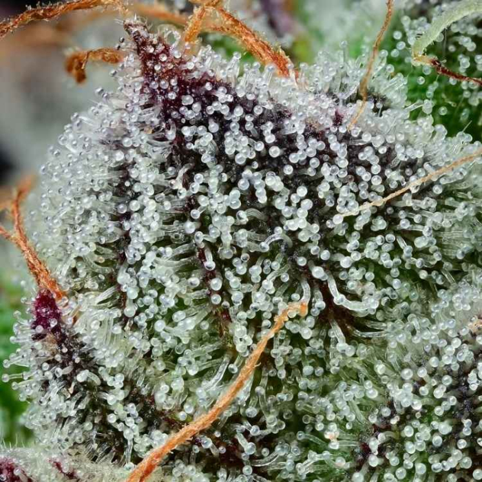 Black Cherry Gushers