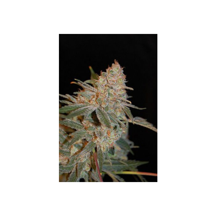 Black Diesel Black Diesel