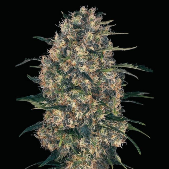 Black Domina Auto