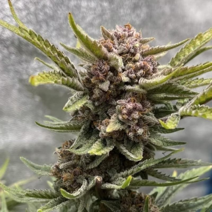 Black Domina Auto