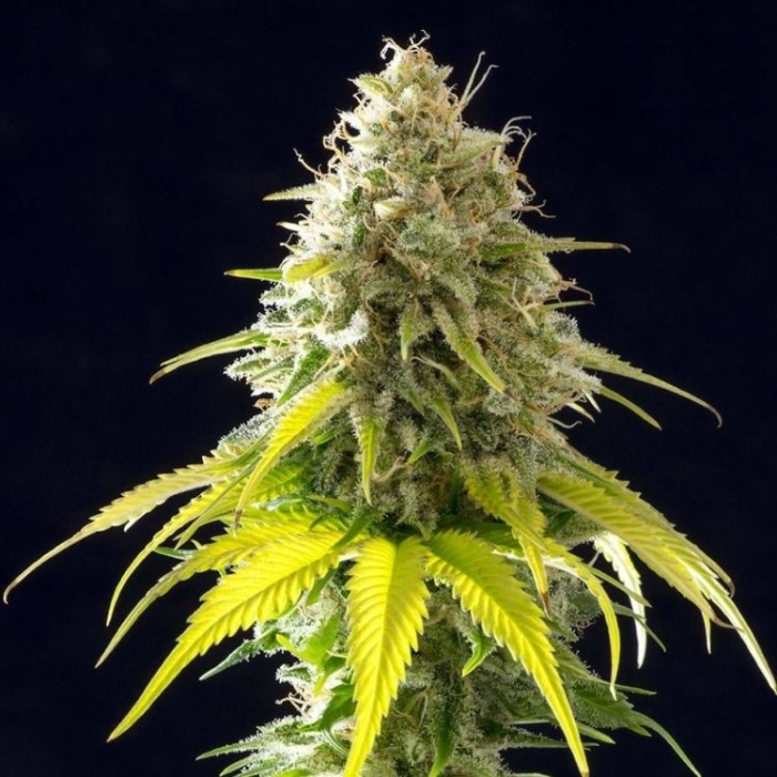 Black Domina