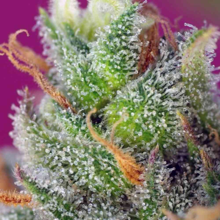 Black Jack CBD