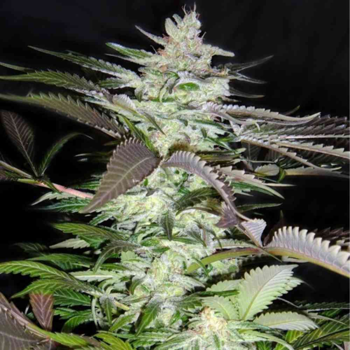 Black Jack