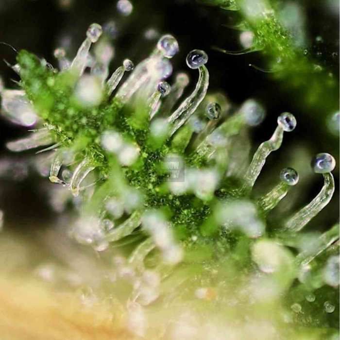 Black Jack