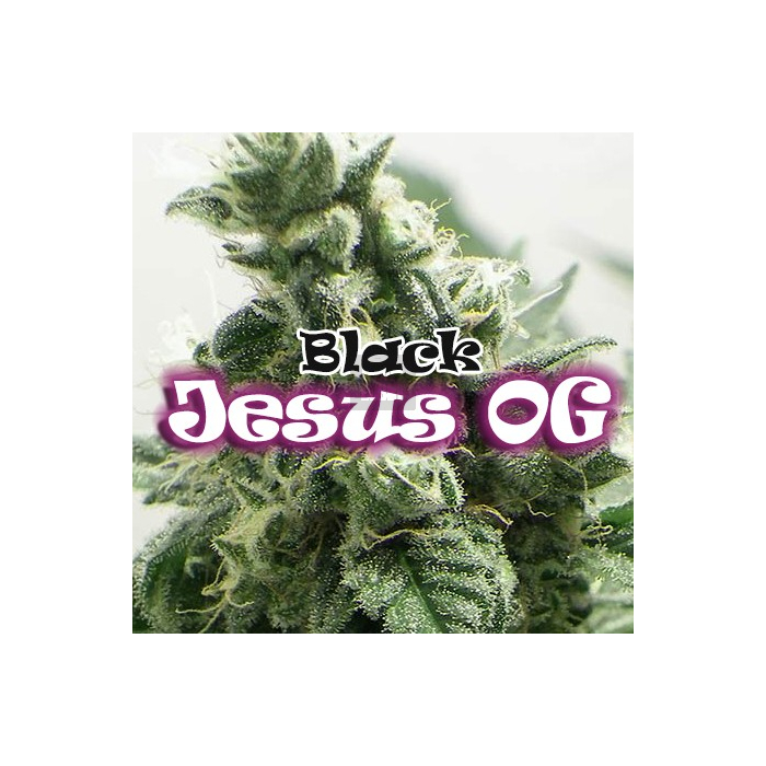 Black Jesus OG