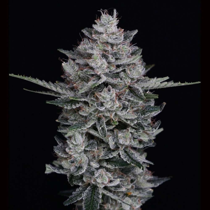 Black JoshD XL Auto Black JoshD XL Auto