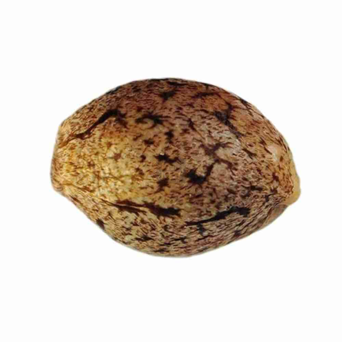 Black Russian Black Russian