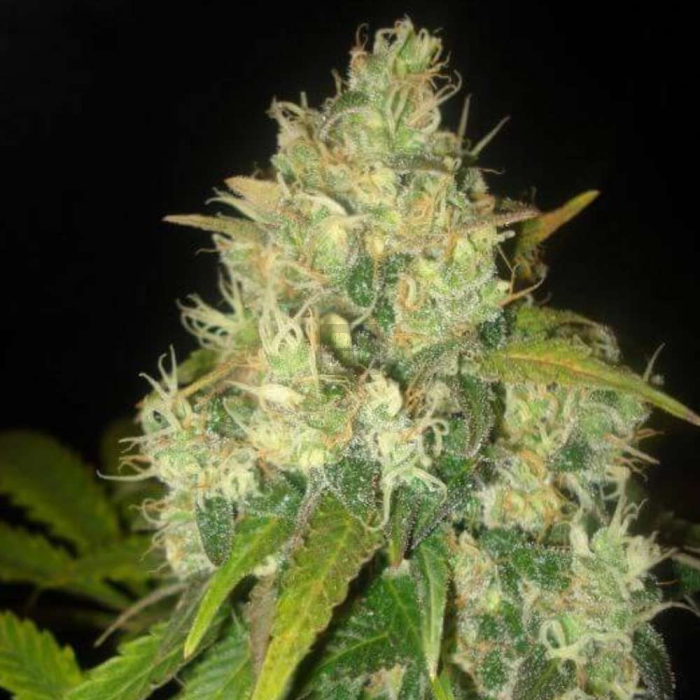 Black Russian Black Russian