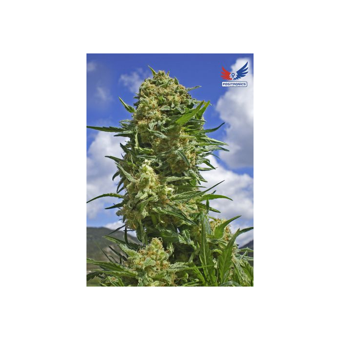 Black Widow Black Widow