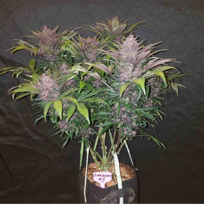 Blackberry Auto