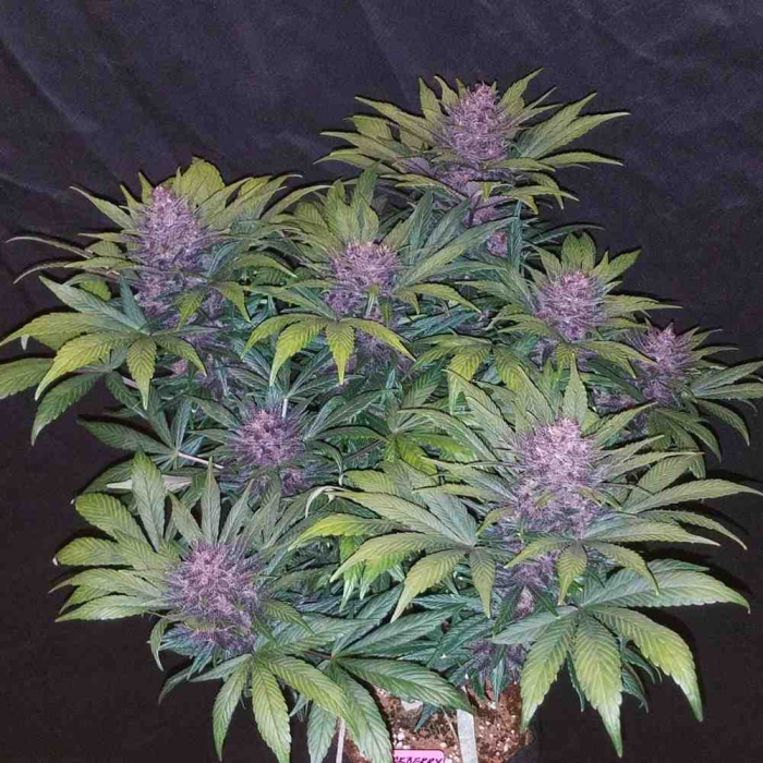 Blackberry Auto