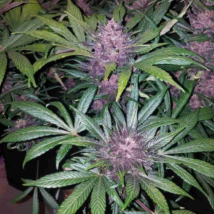 Blackberry Auto