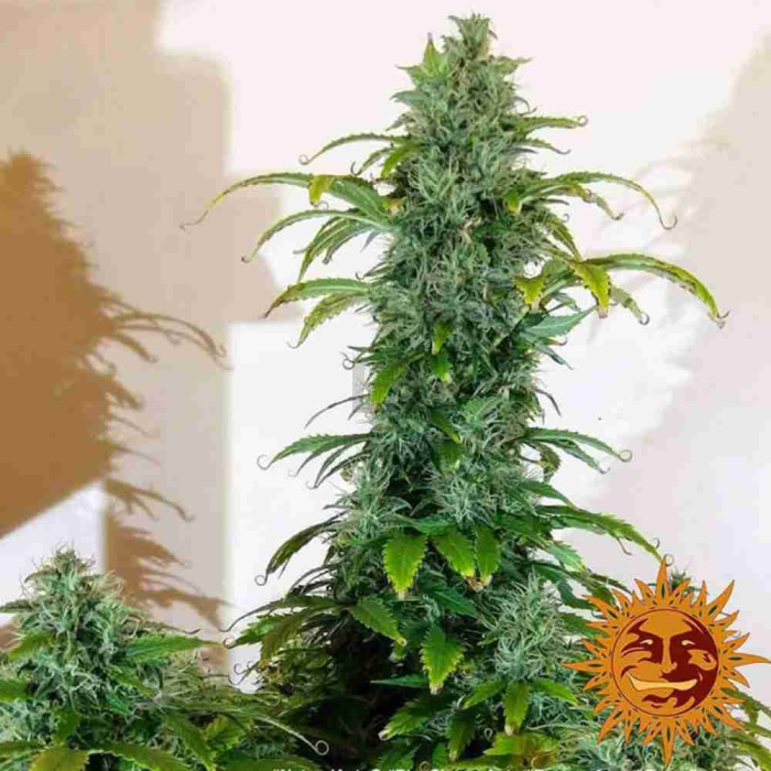 Blueberry Cheese Auto