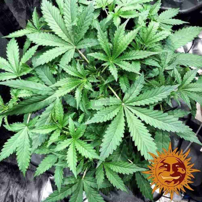 Blueberry Cheese Auto