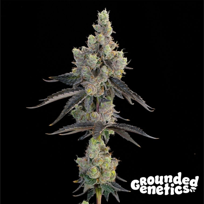 Blue Chiesel