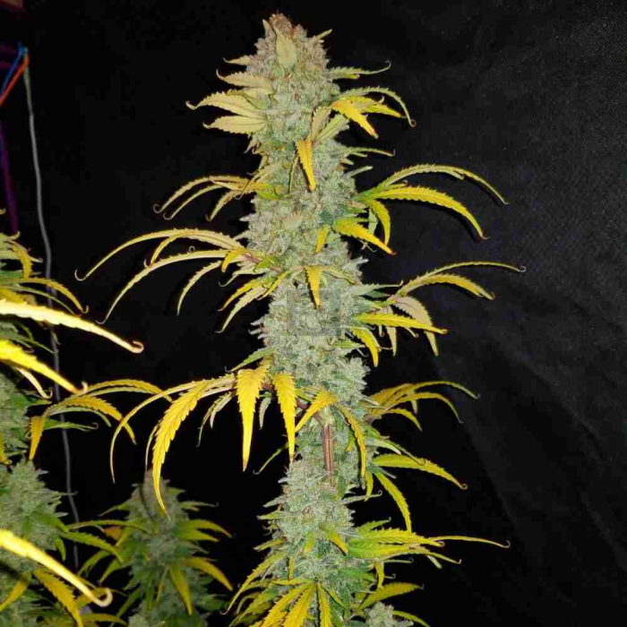 Blue Dream Auto