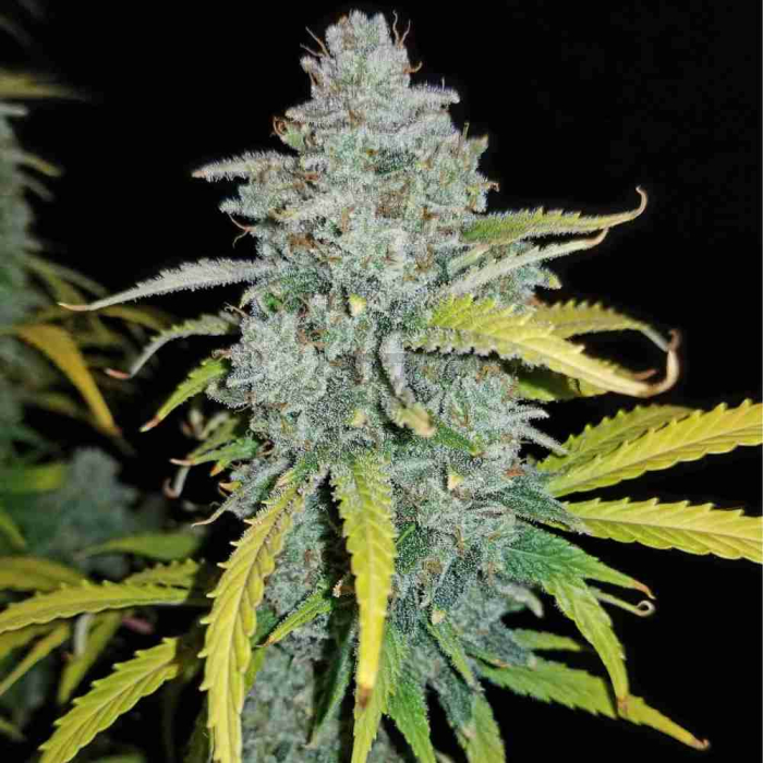 Blue Dream Auto