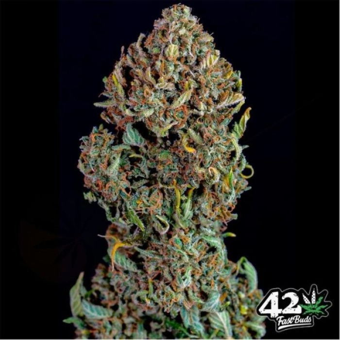 Blue Dream Auto