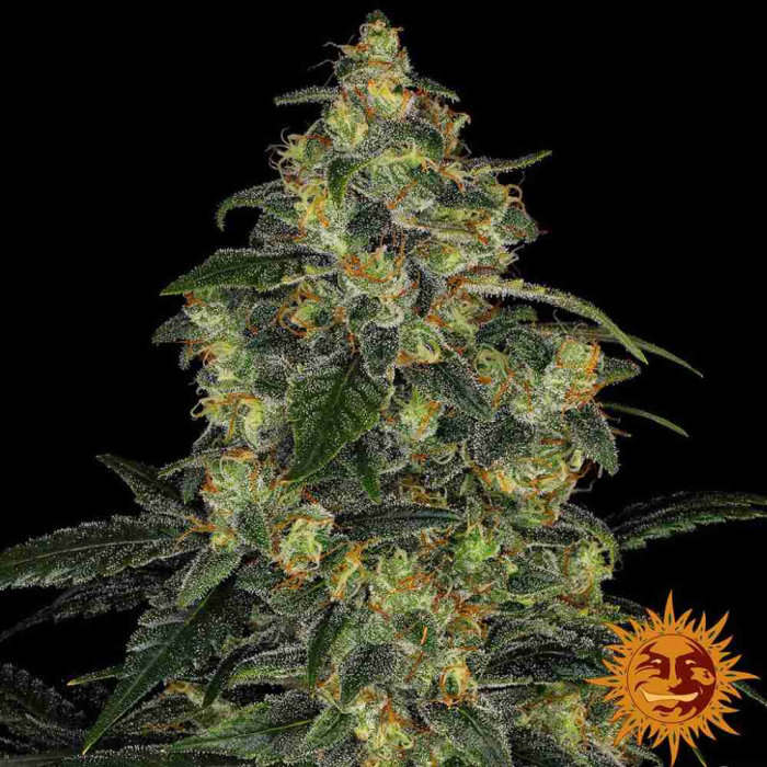 Blue Gelato 41