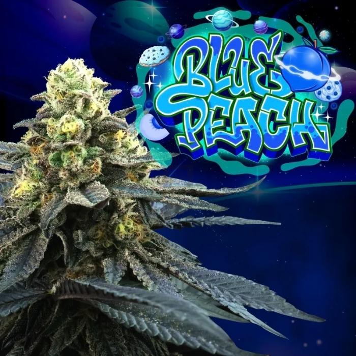 Blue Peach (Blue 16 x Peach Ozz)