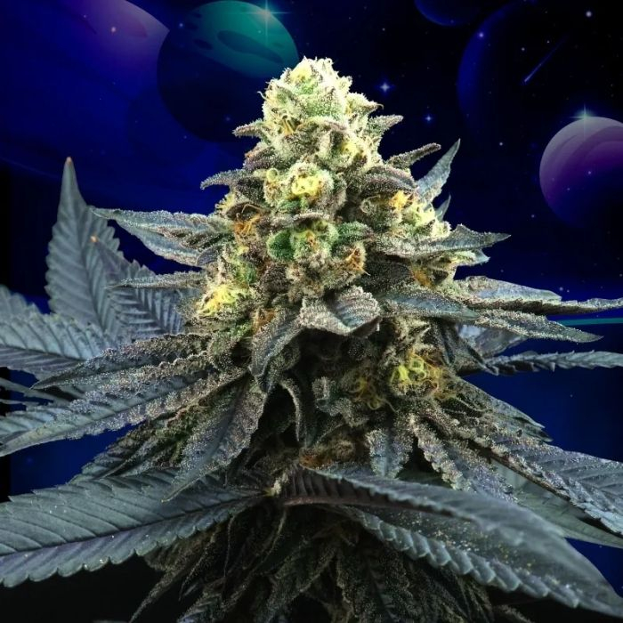 Blue Peach (Blue 16 x Peach Ozz)