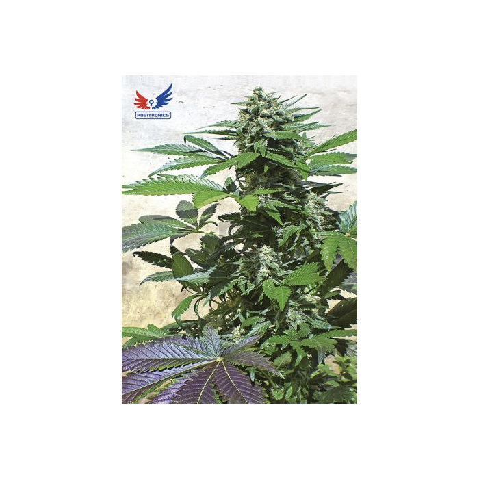 Blue Rhino Blue Rhino