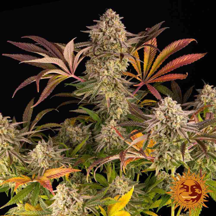 Blue Sunset Sherbert