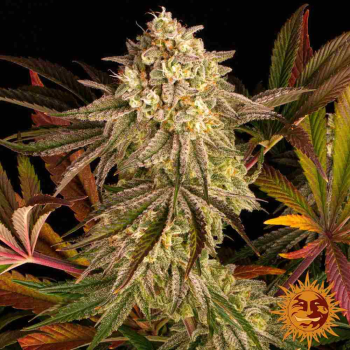 Blue Sunset Sherbert