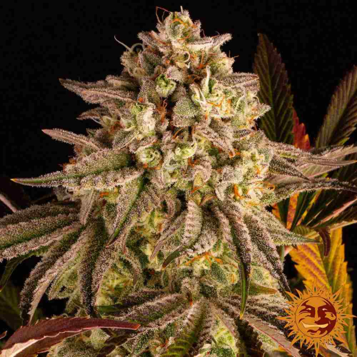 Blue Sunset Sherbert