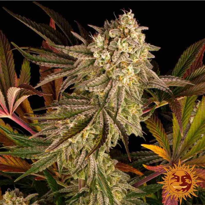 Blue Sunset Sherbert