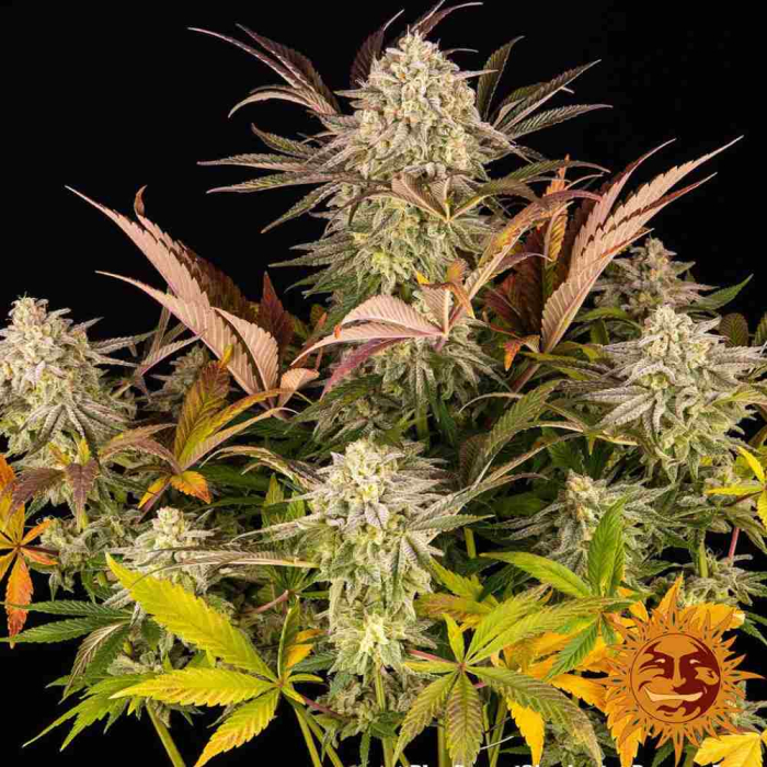Blue Sunset Sherbert