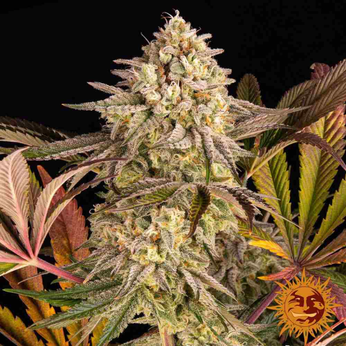 Blue Sunset Sherbert