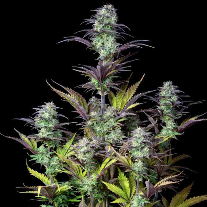 Blueberry Auto