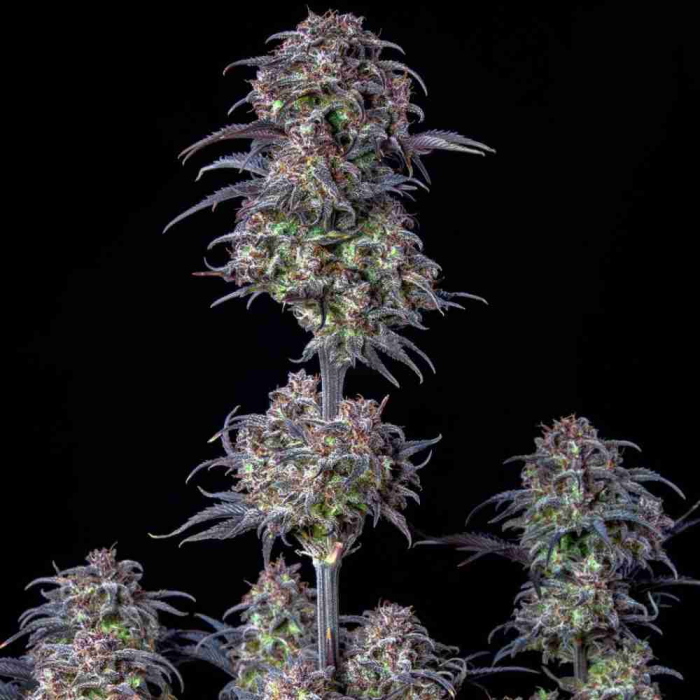 Blueberry Auto