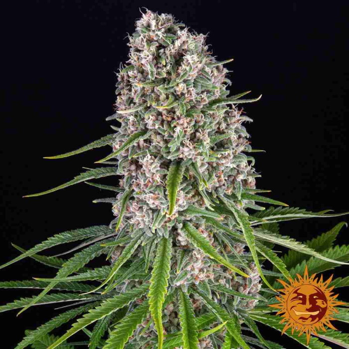 Blue Cheese
