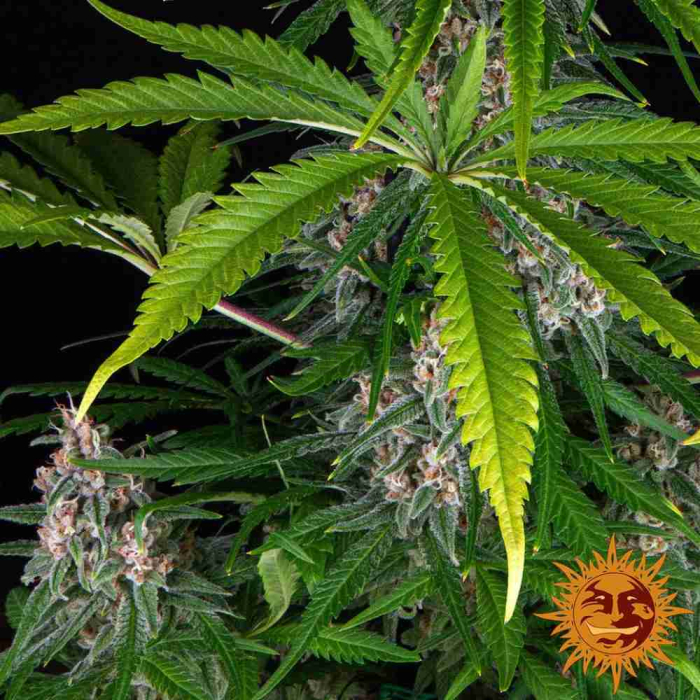 Blue Cheese