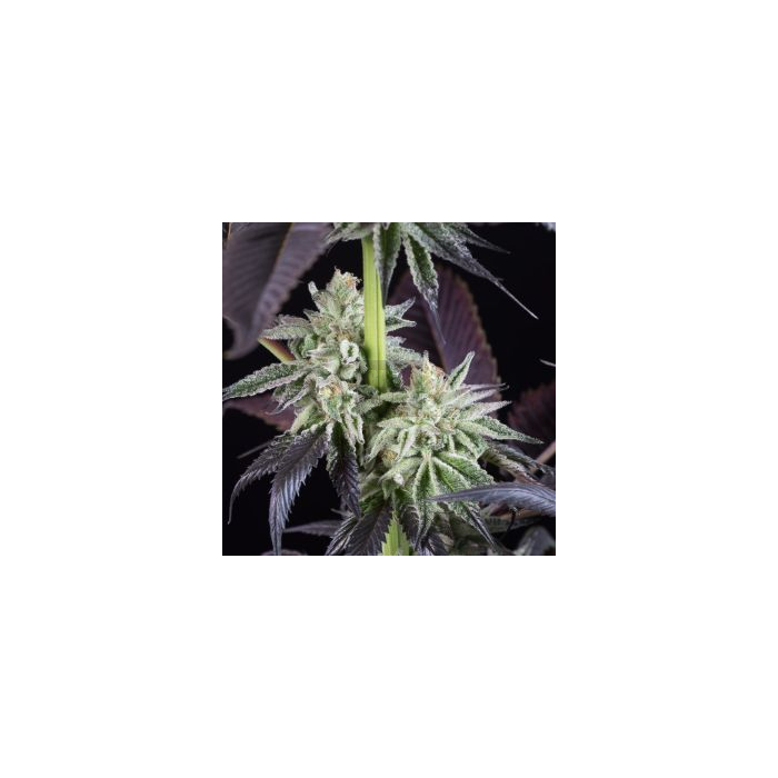 Blueberry Cookies Fem