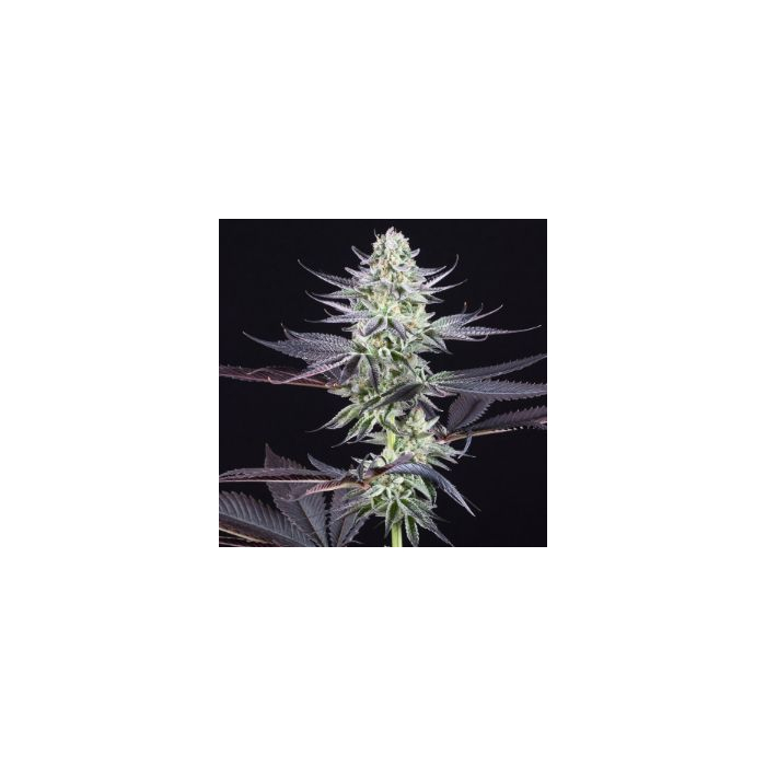 Blueberry Cookies Fem