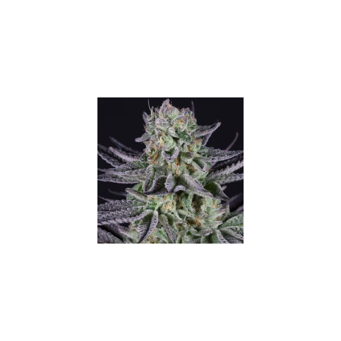 Blueberry Cookies Fem