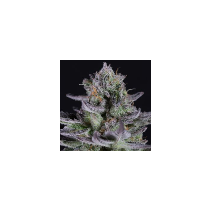 Blueberry Cookies Fem