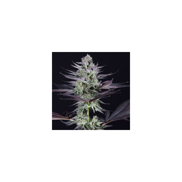 Blueberry Cookies Fem
