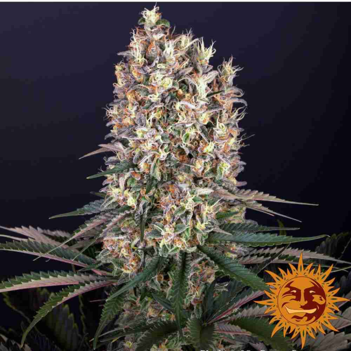 Blueberry OG Blueberry OG