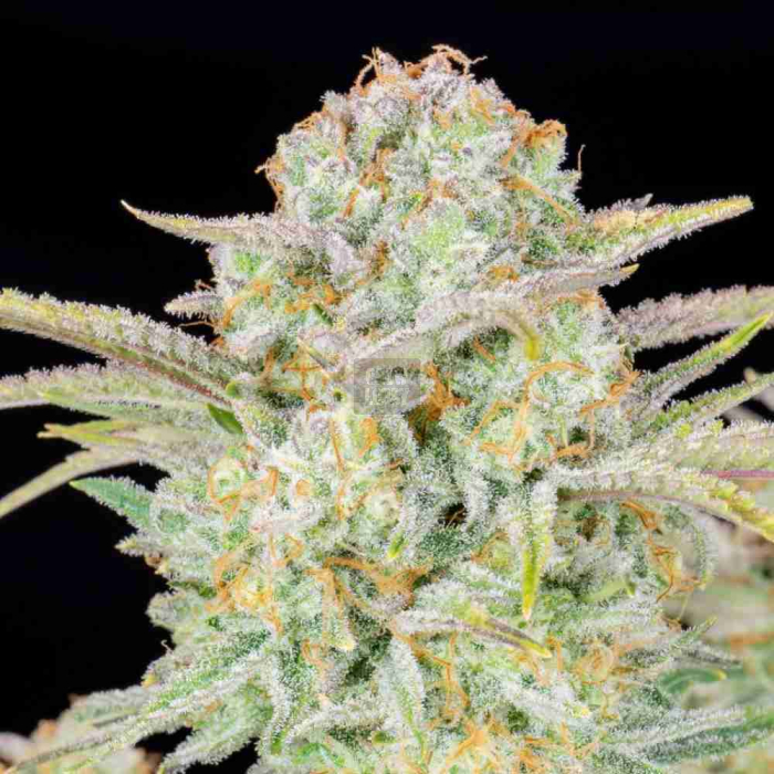 Bruce Banner Auto